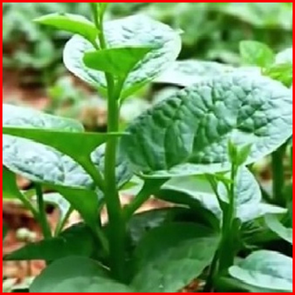 COMBO 10 CÂY MỒNG TƠI_Vua Rau Giống