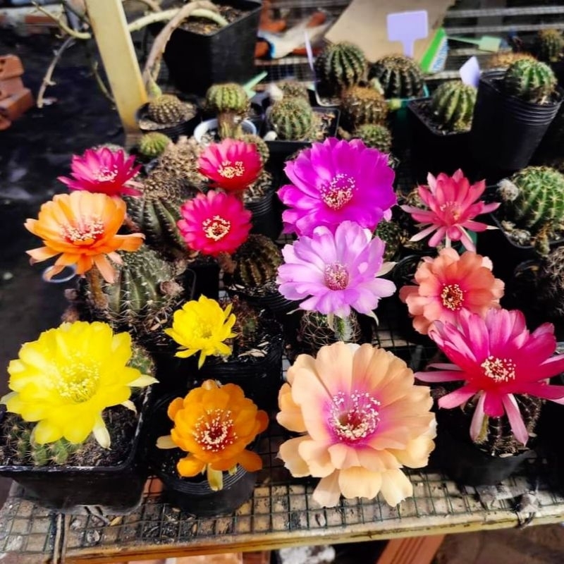 Hạt giống xương rồng Lobi mix nhiều màu hoa set 20-50 hạt