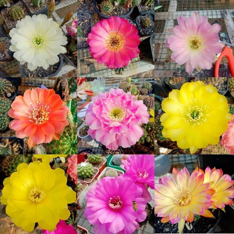 Hạt giống xương rồng Lobi mix nhiều màu hoa set 20-50 hạt