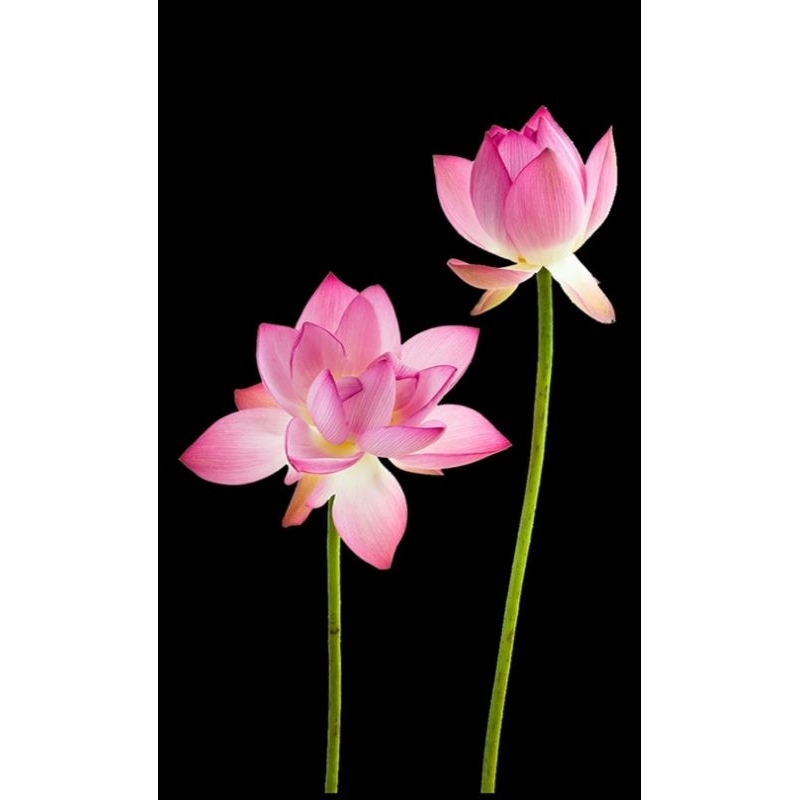 Hình ủi ép nhiệt, in áo. Mẫu Hoa sen HS1 in áo dài, váy, yếm cho mẹ và bé