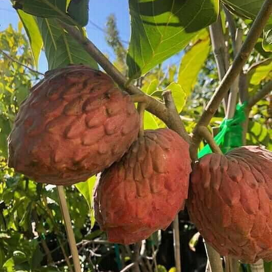 Cây giống na đỏ cao sản