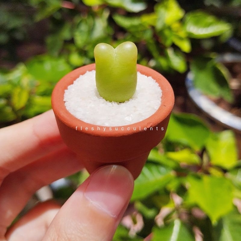 Sen đá cono táo conophytum răng sữa tai thỏ mập mạp đáng yêu