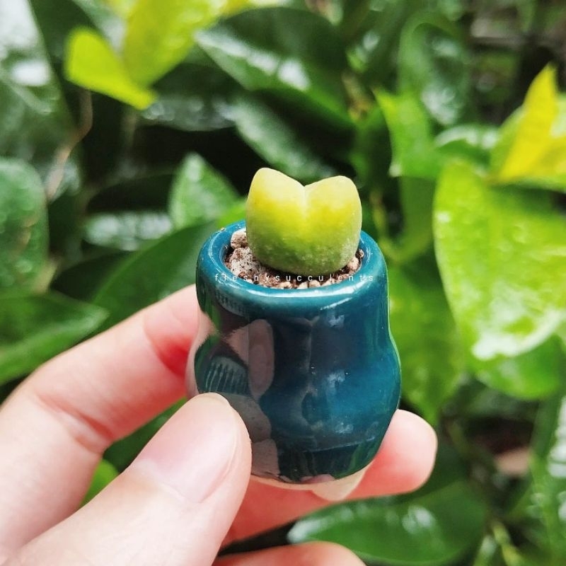 Sen đá cono táo conophytum răng sữa tai thỏ mập mạp đáng yêu