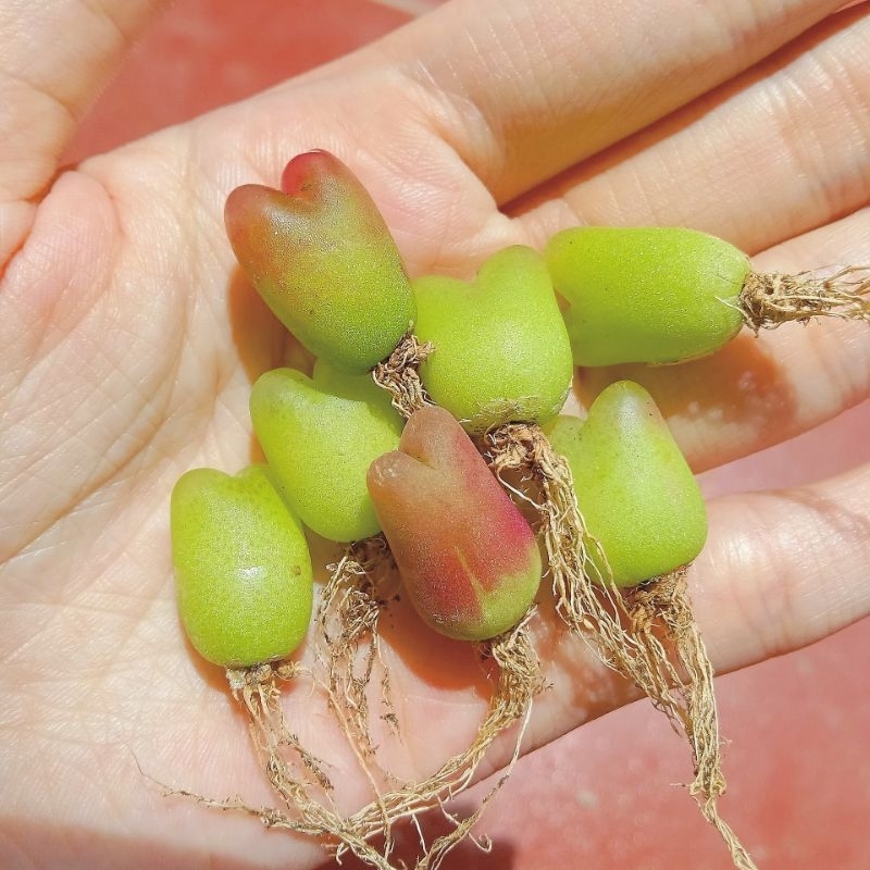 Sen đá cono táo conophytum răng sữa tai thỏ mập mạp đáng yêu