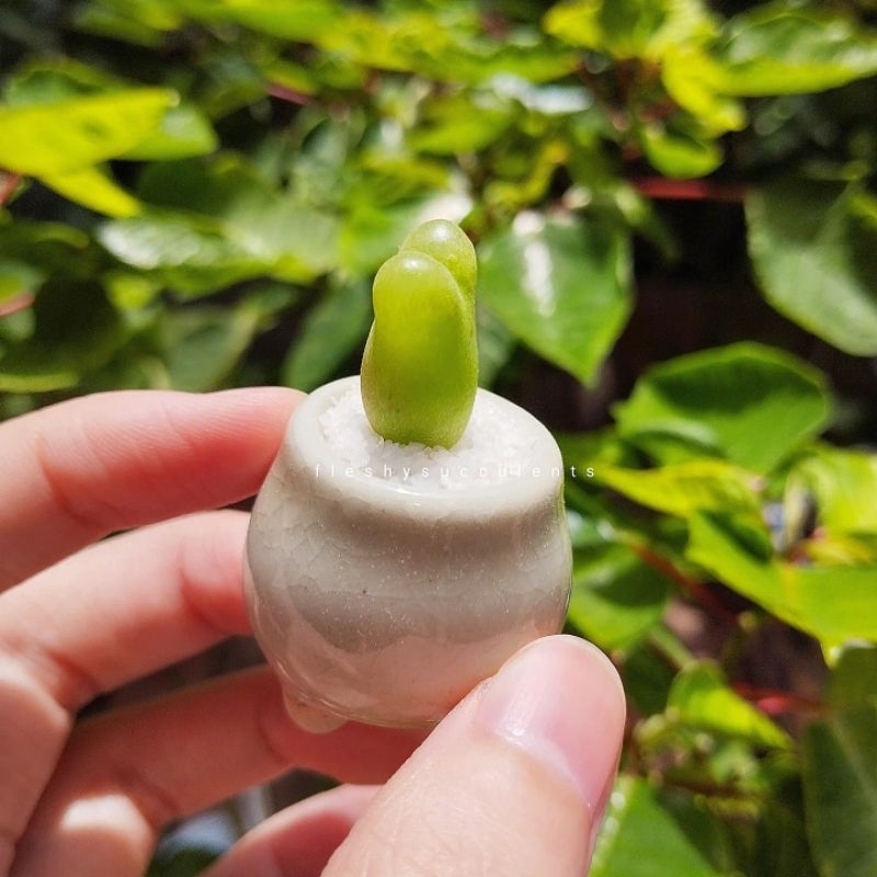 Sen đá cono táo conophytum răng sữa tai thỏ mập mạp đáng yêu
