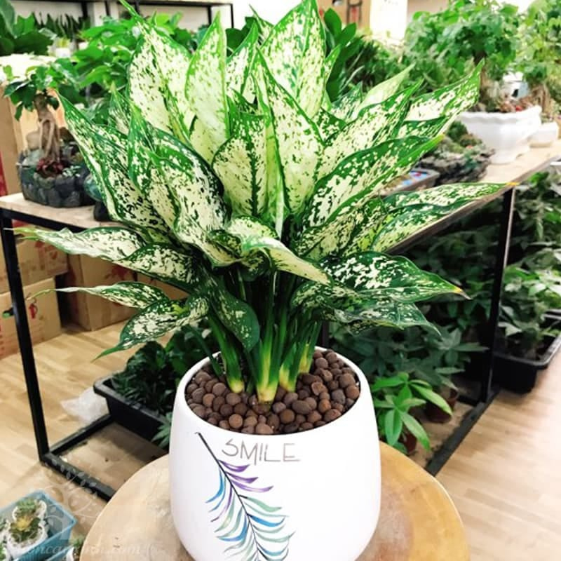 Cây ngọc ngân bầu C8 mang lại thịnh vượng, tiền tài và gia tăng quý khí cho cả gia đình.