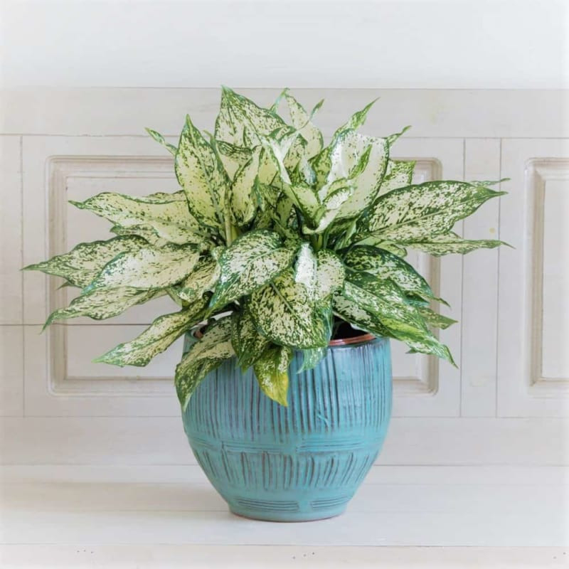 Cây ngọc ngân bầu C8 mang lại thịnh vượng, tiền tài và gia tăng quý khí cho cả gia đình.