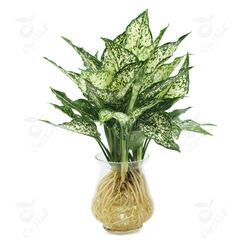 Cây ngọc ngân bầu C8 mang lại thịnh vượng, tiền tài và gia tăng quý khí cho cả gia đình.