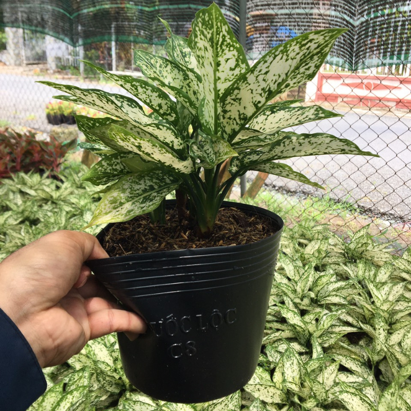 Cây ngọc ngân bầu C8 mang lại thịnh vượng, tiền tài và gia tăng quý khí cho cả gia đình.