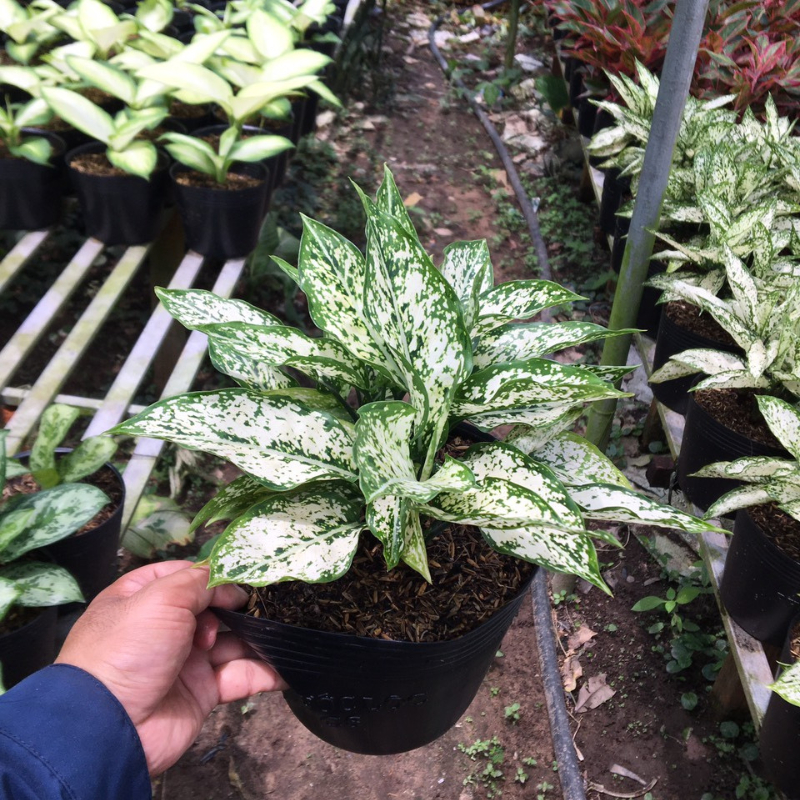 Cây ngọc ngân bầu C8 mang lại thịnh vượng, tiền tài và gia tăng quý khí cho cả gia đình.