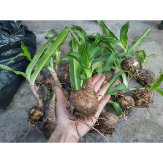 cây giống trinh nữ hoàng cung