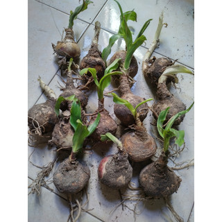 cây giống trinh nữ hoàng cung