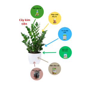 Bộ combo chăm sóc cây kim tiền