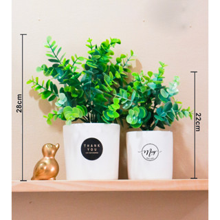 Cây giả, Chậu cây Khuynh Diệp chậu đất nung trắng 30, 22cm