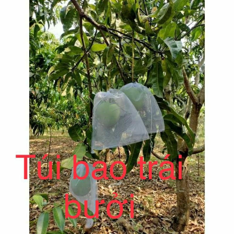 Bao Bọc Trái Bưởi