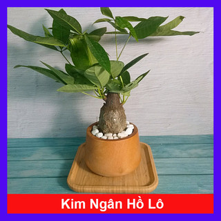 Cây Kim Ngân To - Kim Ngân Hồ Lô - cây cảnh phong thủy để bàn mang may mắn tài lộc