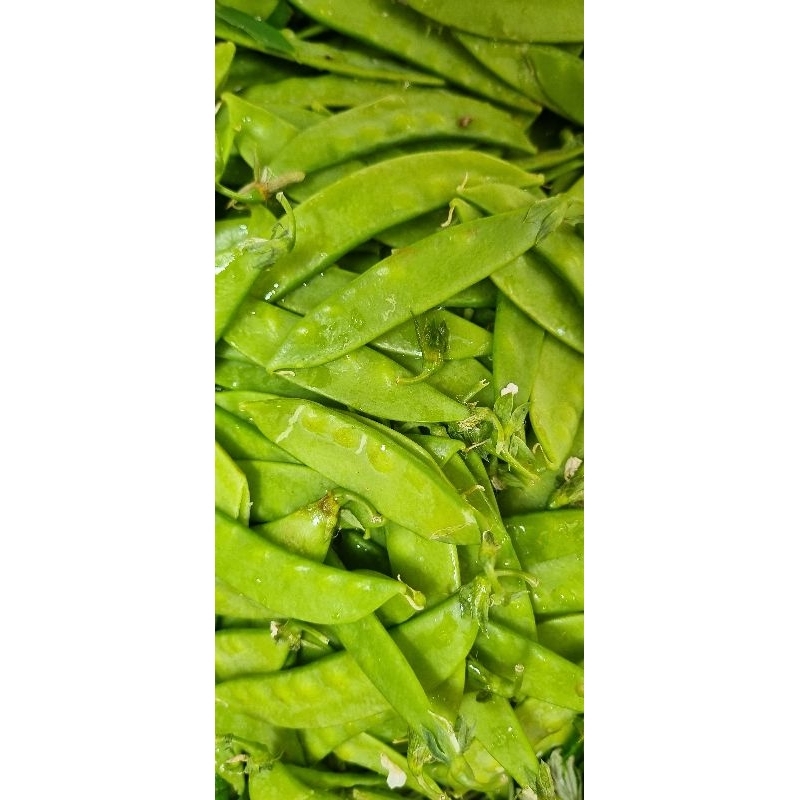 Đậu Hà Lan tươi Đà Lạt