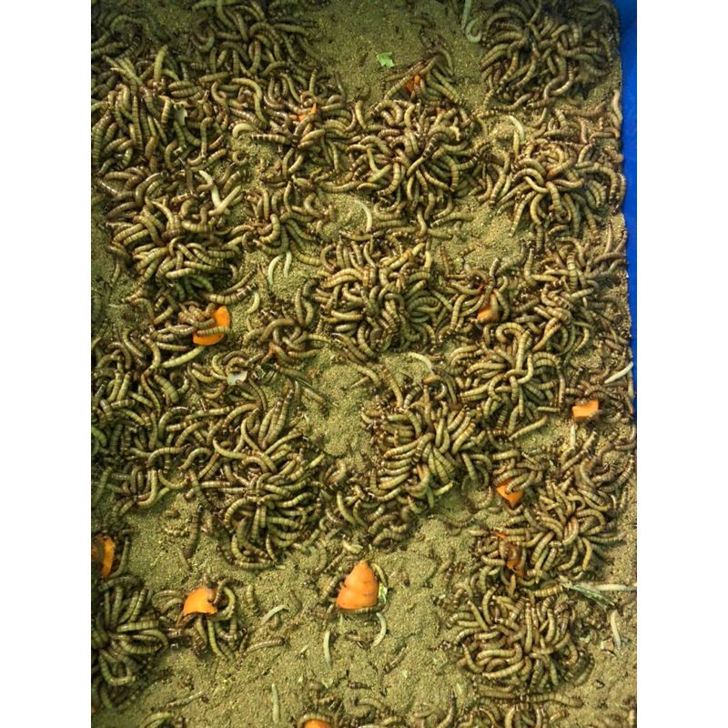 Sâu rồng cho chim ăn