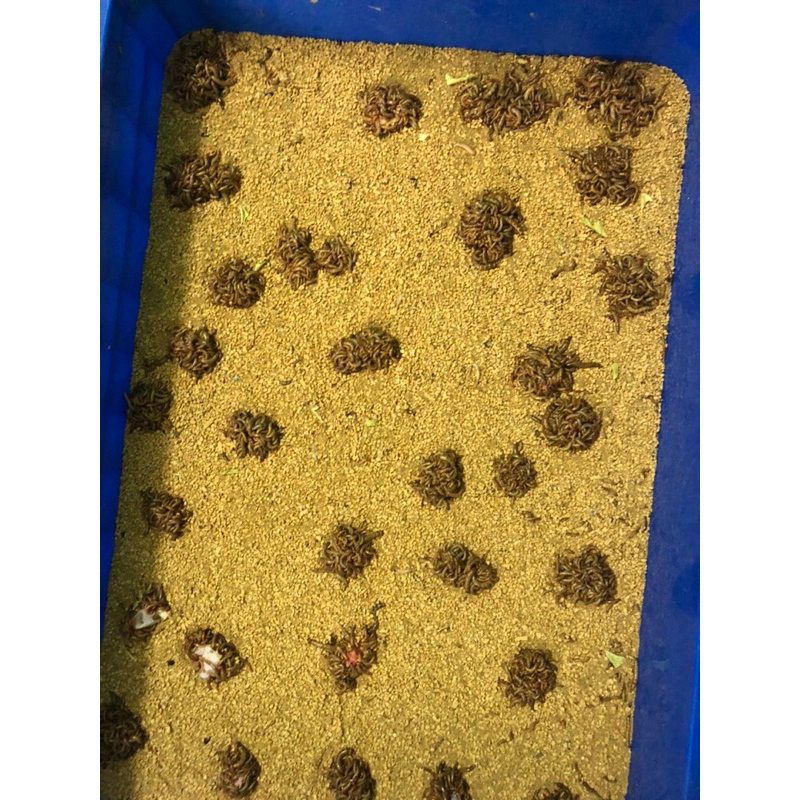 Sâu rồng cho chim ăn