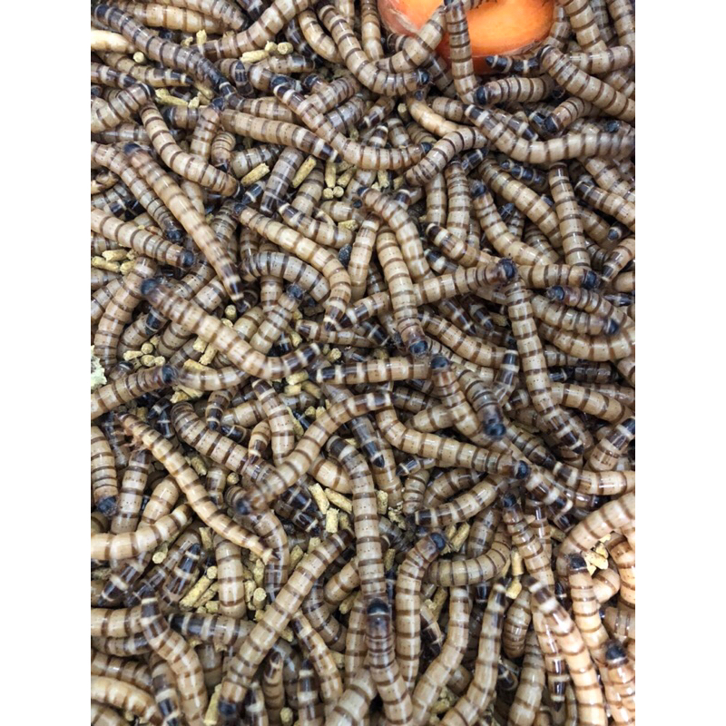 Sâu rồng cho chim ăn