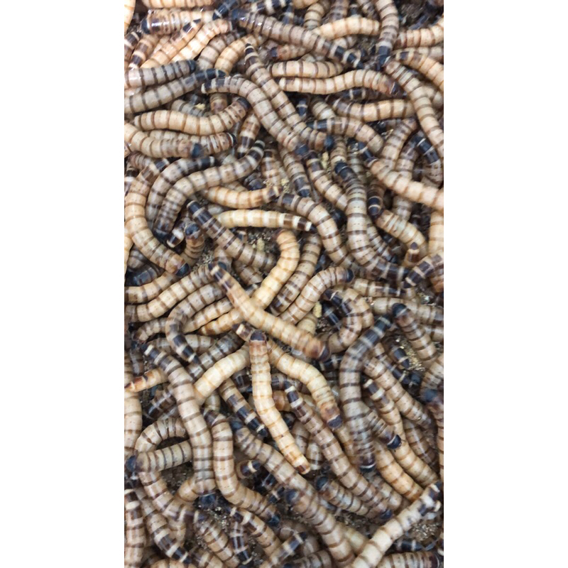 Sâu rồng cho chim ăn