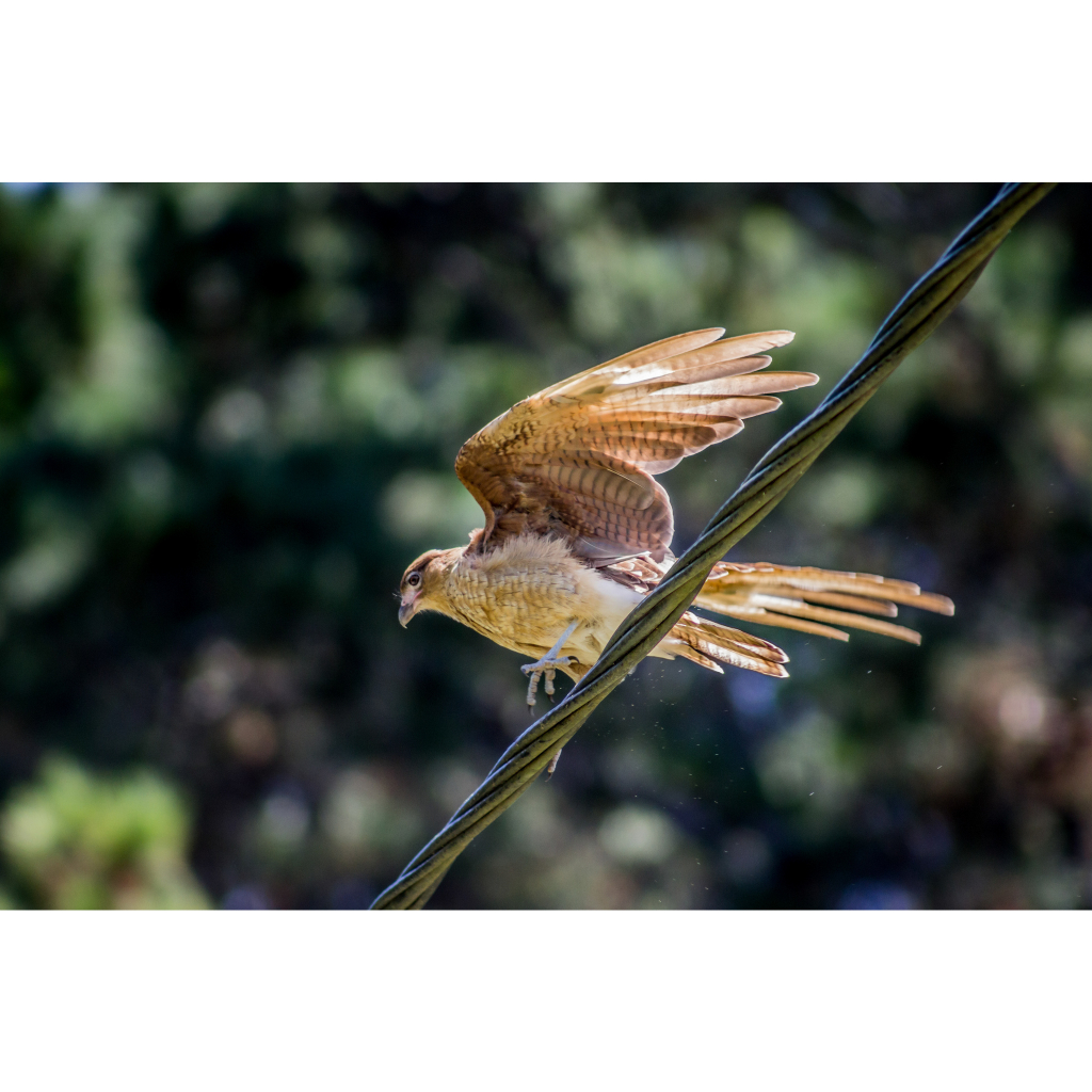 Ống Kính Canon EF 75-300mm f/4-5.6 II Tặng fillter bảo vệ kính , Hood che Nắng