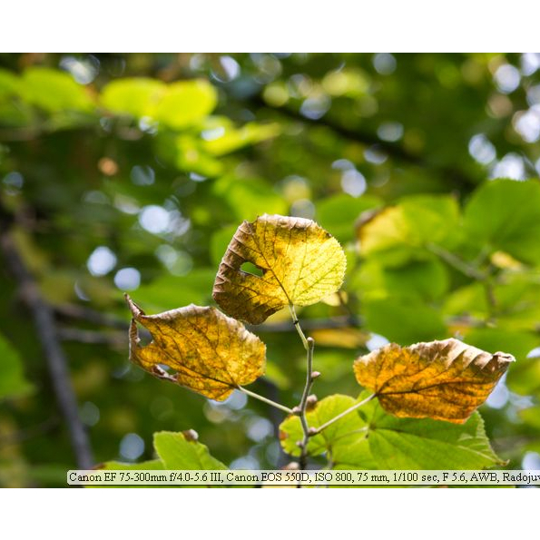 Ống Kính Canon EF 75-300mm f/4-5.6 II Tặng fillter bảo vệ kính , Hood che Nắng