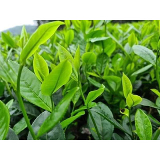 Phân bón humic amino usa 1gói/1kg pha 1000lit nước