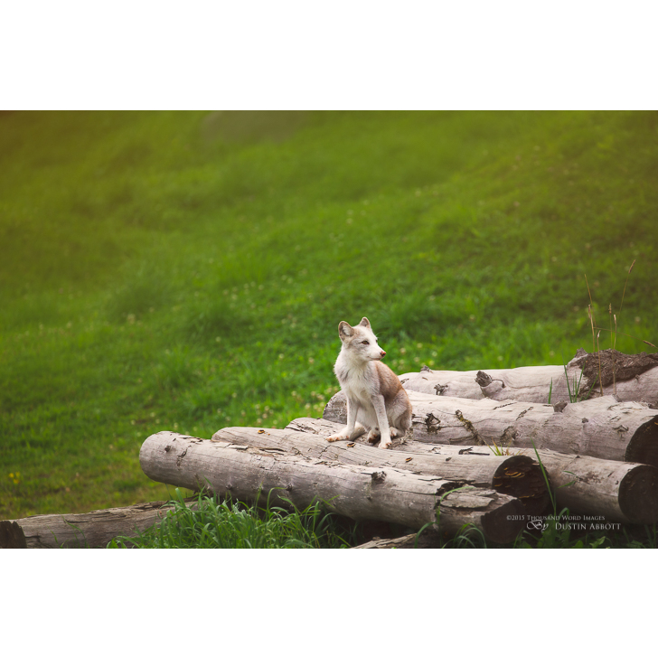 Ống Kính Canon EF 75-300mm f/4-5.6 IS USM Có chống rung, Tặng kèm fillter Bảo vệ kính , Hood loa che nắng