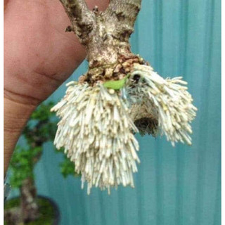 Thuốc kích rễ mỹ