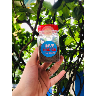 Cám thái inve g8, g12 hủ 50gr - thức ăn cho cá cảnh