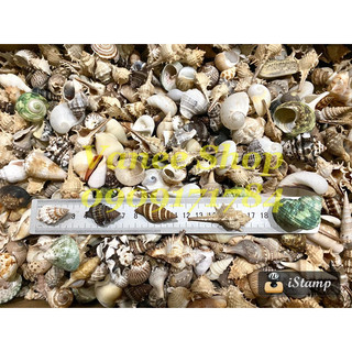 Vỏ ốc mix 100gr