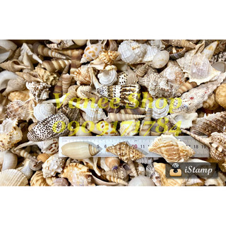 Vỏ ốc mix 100gr