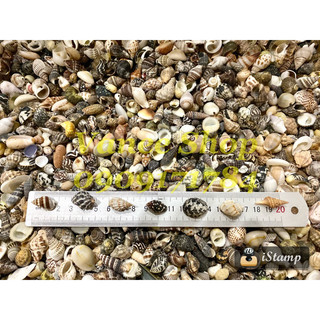 Vỏ ốc nhí mix dưới 2cm 100gr