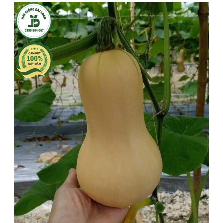 Hạt giống bí bơ mật f1- nhập khẩu nguyên gói 10 hạt