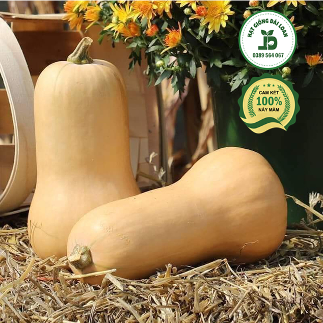 Hạt giống bí bơ mật f1- nhập khẩu nguyên gói 10 hạt