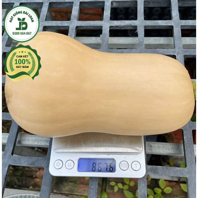 Hạt giống bí bơ mật f1- nhập khẩu nguyên gói 10 hạt