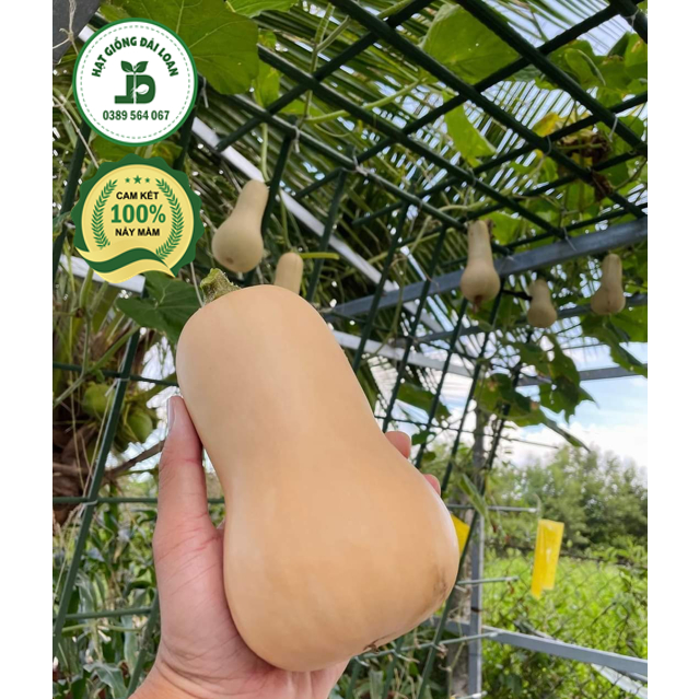 Hạt giống bí bơ mật f1- nhập khẩu nguyên gói 10 hạt