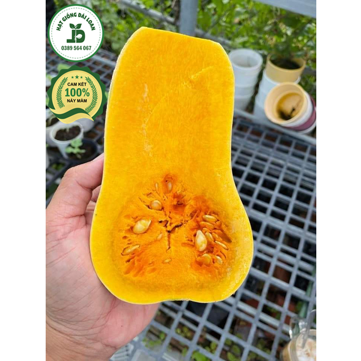 Hạt giống bí bơ mật f1- nhập khẩu nguyên gói 10 hạt