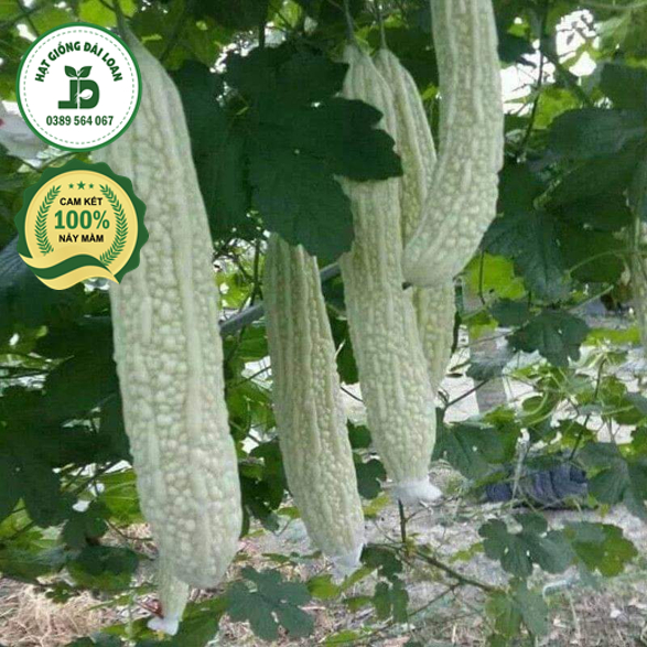 Hạt giống khổ qua trắng khổng lồ, mướp đắng trắng khổng lồ nhập khẩu-nguyên gói 10 hạt