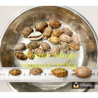 VỎ ỐC NGA BÔNG 100gr