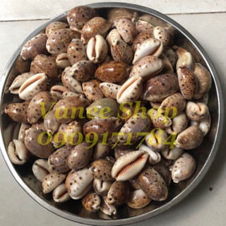 Vỏ ốc nga bông 100gr