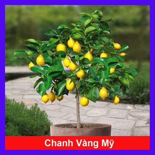 Giống cây chanh vàng mỹ lùn