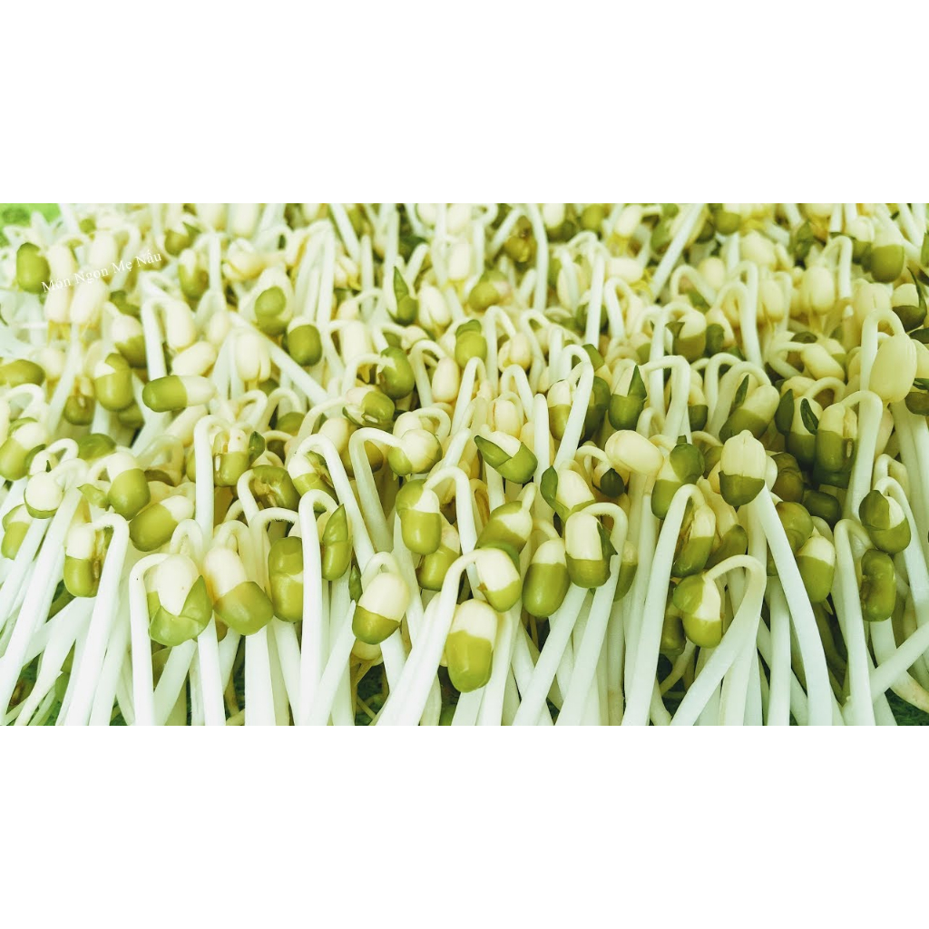 2KG ĐẬU XANH HẠT/ ĐỖ XANH HẠT HÀNG CHUẨN ĐẸP _Nấu xôi, nấu cháo, nấu chè, làm bánh, làm giá đỗ