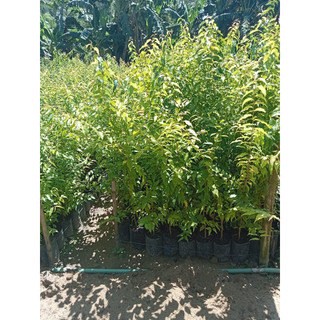 Cây giống mận quân