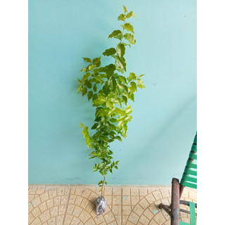 Cây giống mận quân