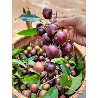 Cây giống mận quân