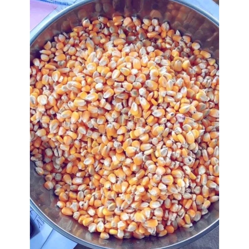 1 Ký Hạt Ngô  nguyên hạt, cám, lúa sấy khô dùng làm thức ăn cho vật nuôi, gà vịt, chim cảnh, bồ câu...