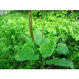 Bông mã đề sấy khô 100g