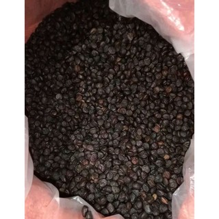 Hạt dổi nếp, hạt dổi rừng, dổi tây bắc ( 1 kg cho sỉ)